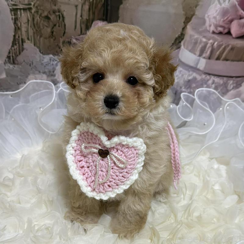 販売中の島根県のタイニープードル-442707の6枚目