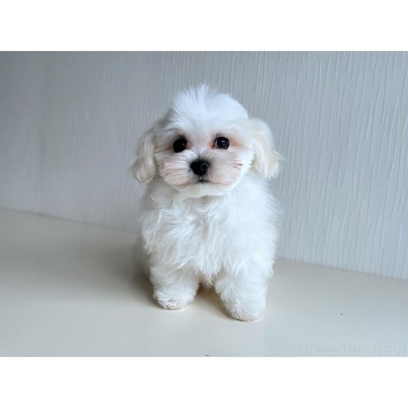 成約済の富山県のマルチーズ-426506の4枚目