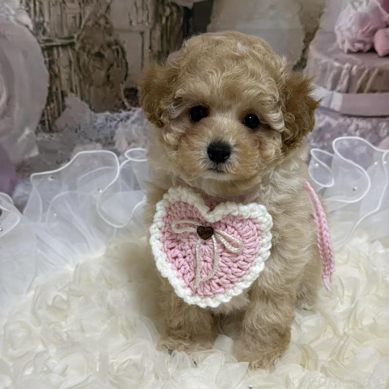 販売中の島根県のタイニープードル-442707の4枚目