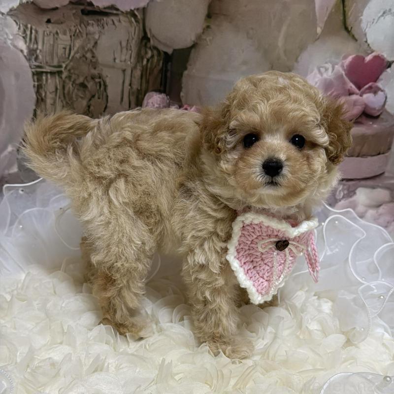 販売中の島根県のタイニープードル-442707の3枚目