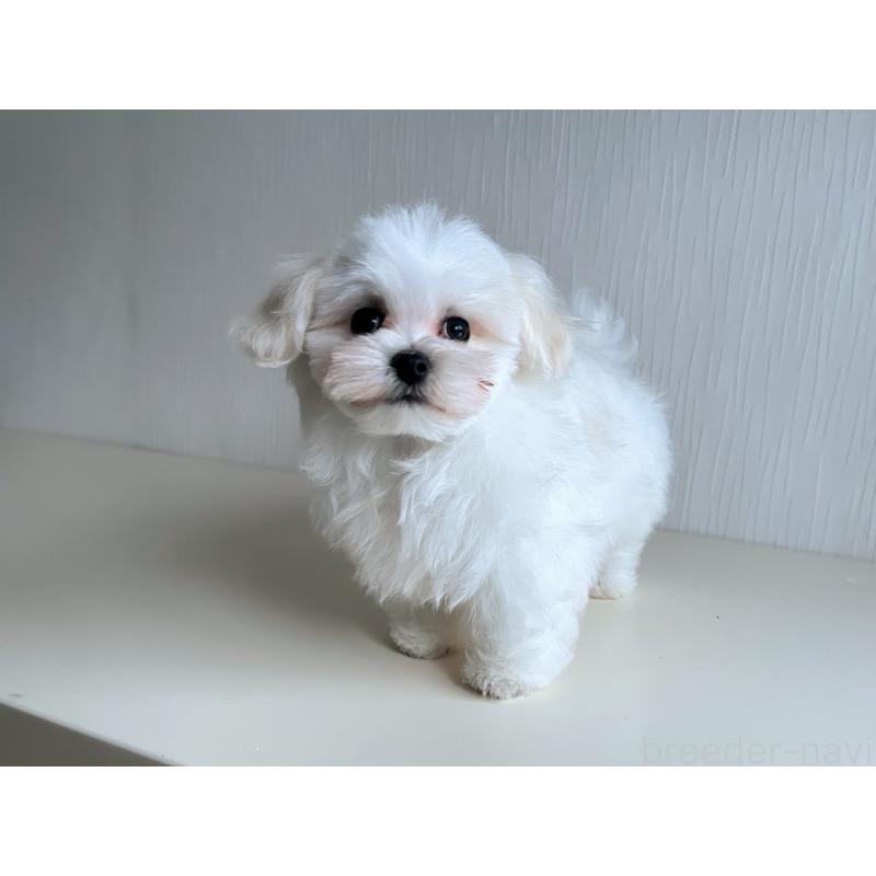 成約済の富山県のマルチーズ-426506の3枚目