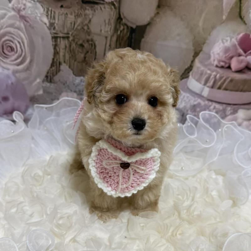 販売中の島根県のタイニープードル-442707