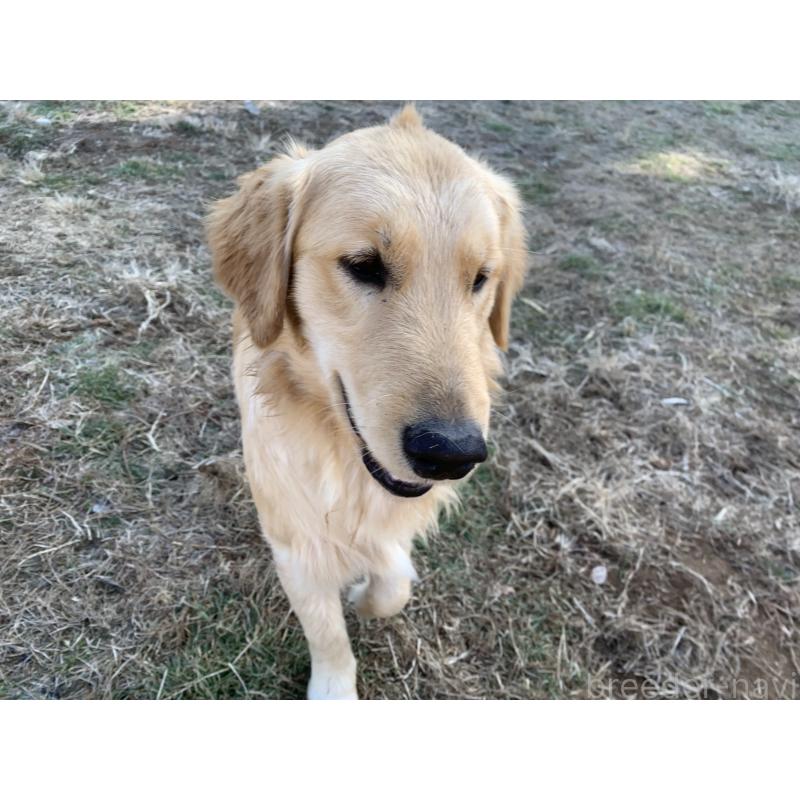 販売中の鹿児島県のゴールデンレトリーバー-415175の3枚目