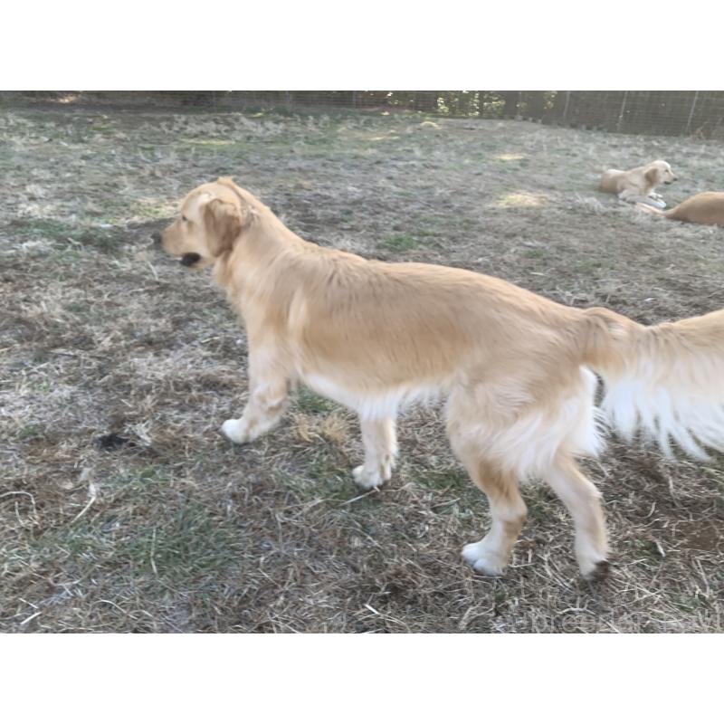 販売中の鹿児島県のゴールデンレトリーバー-415175の2枚目