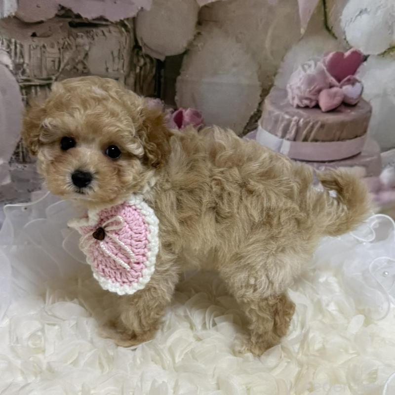 販売中の島根県のタイニープードル-442707の2枚目