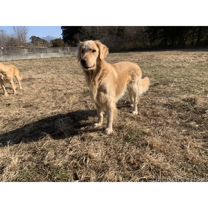 販売中の鹿児島県のゴールデンレトリーバー-379888の3枚目