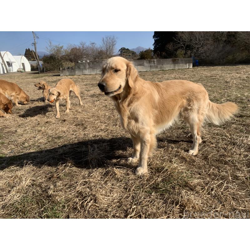 販売中の鹿児島県のゴールデンレトリーバー-379888の2枚目