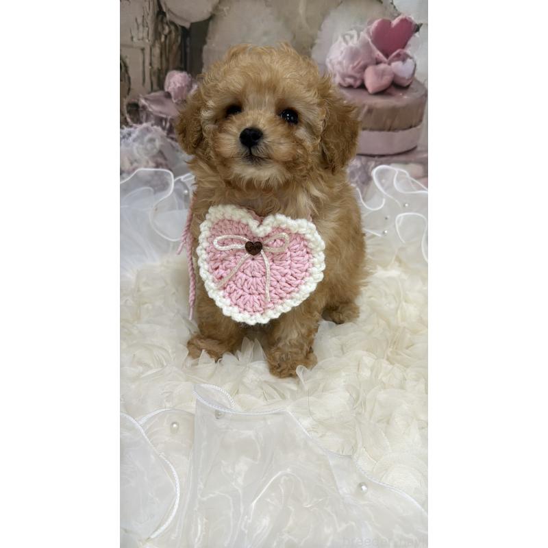 販売中の島根県のタイニープードル-442708の15枚目