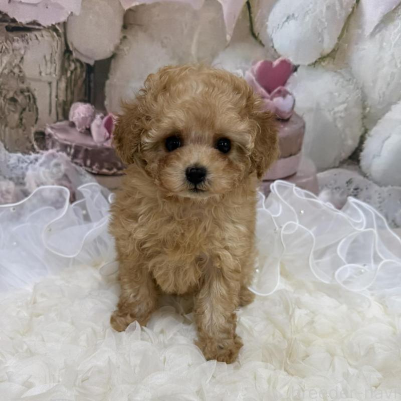 販売中の島根県のタイニープードル-442708の14枚目