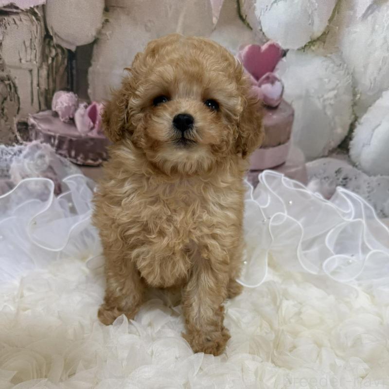 販売中の島根県のタイニープードル-442708の13枚目