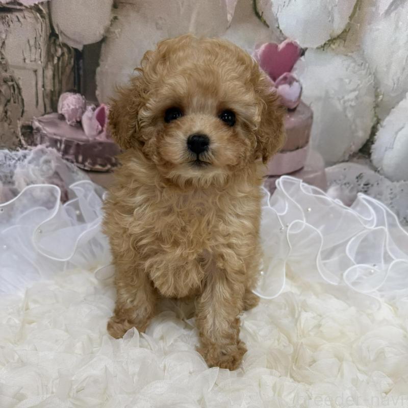 販売中の島根県のタイニープードル-442708の12枚目