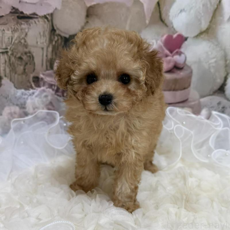 販売中の島根県のタイニープードル-442708の11枚目