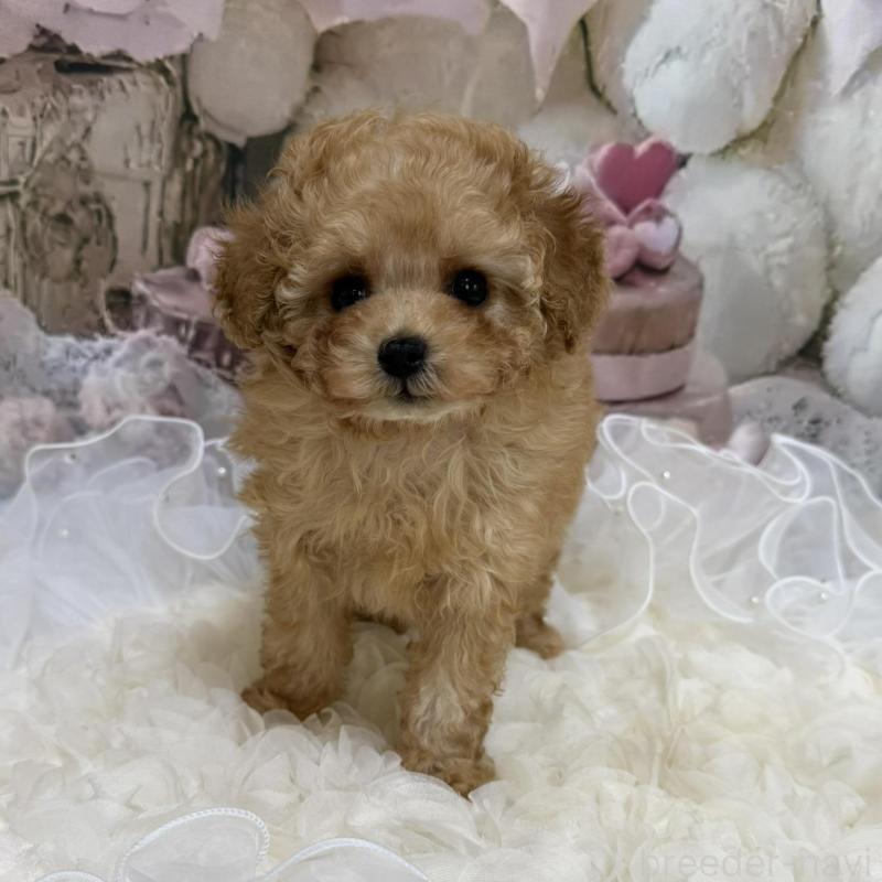 販売中の島根県のタイニープードル-442708の10枚目