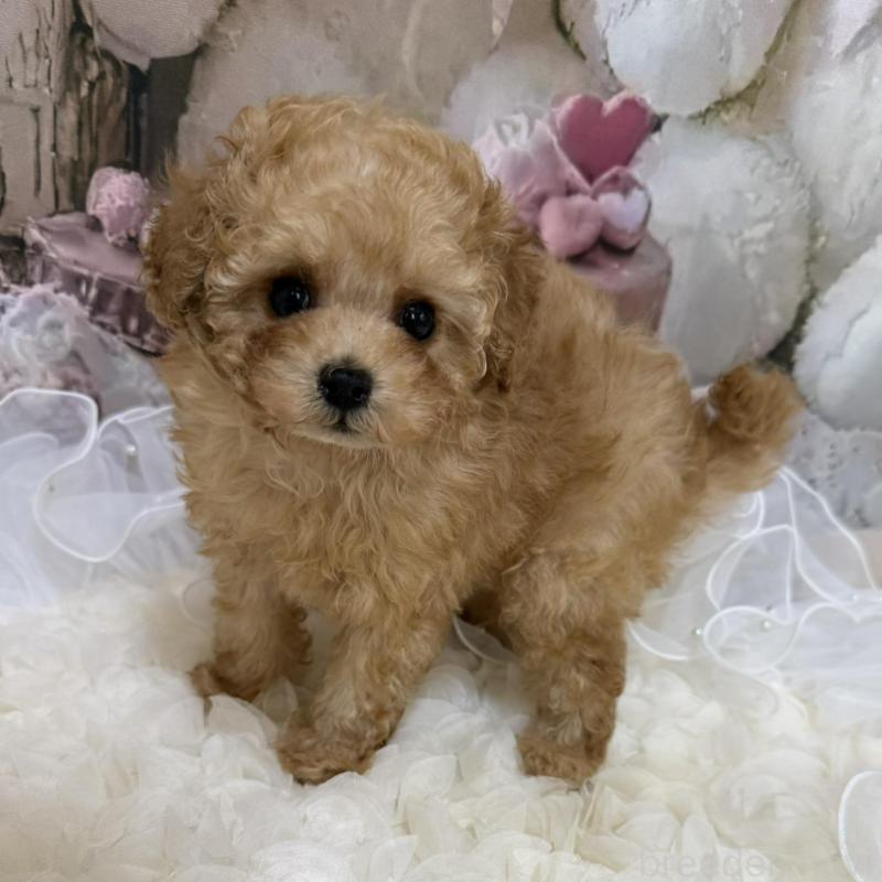 販売中の島根県のタイニープードル-442708の8枚目