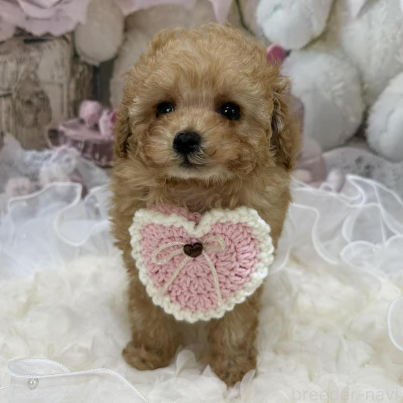 販売中の島根県のタイニープードル-442708の7枚目