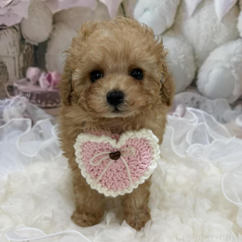 販売中の島根県のタイニープードル-442708