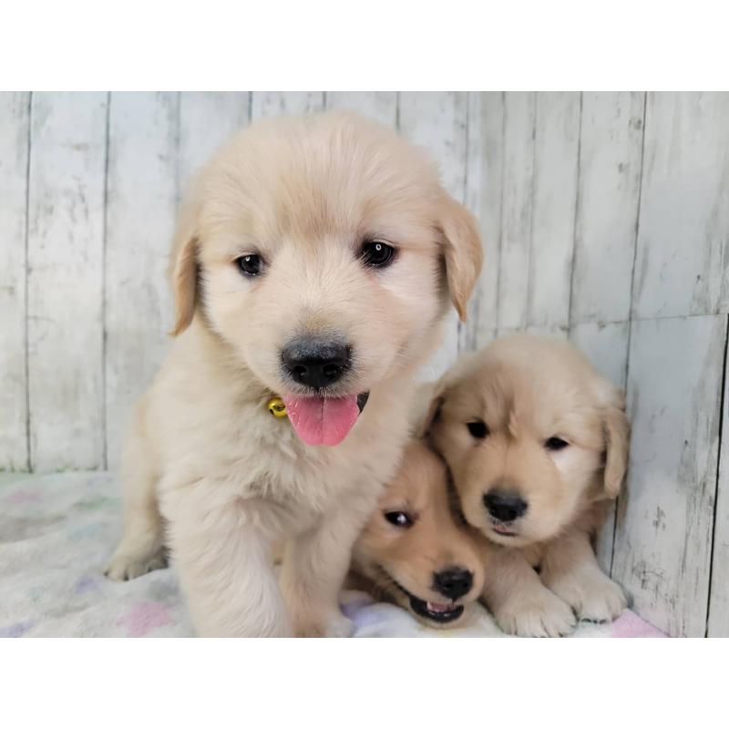 販売中の三重県のゴールデンレトリーバー-442709の5枚目