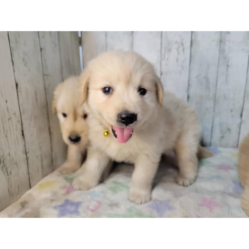 販売中の三重県のゴールデンレトリーバー-442709の4枚目