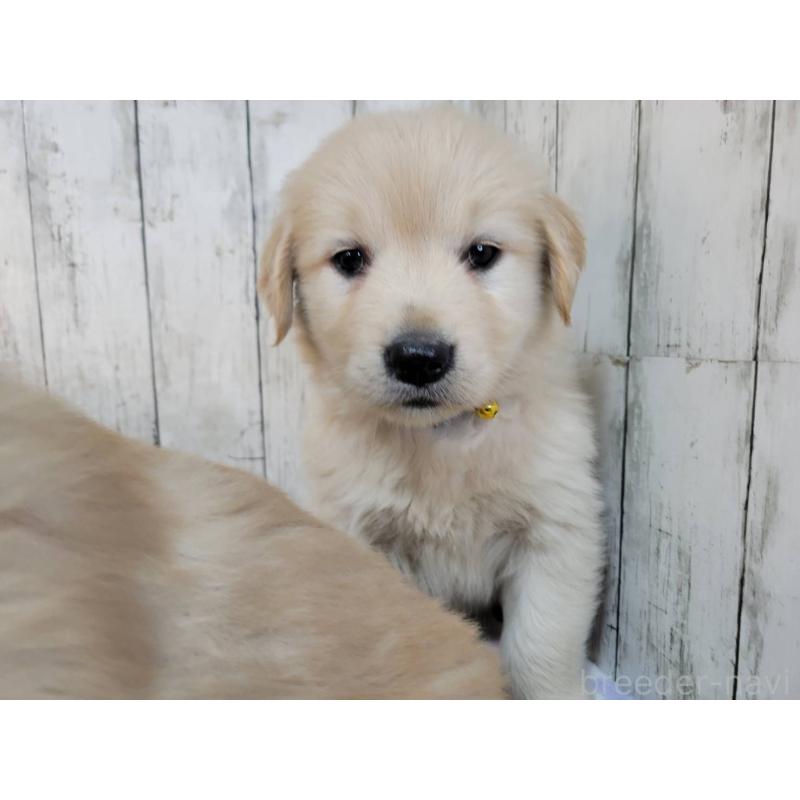 販売中の三重県のゴールデンレトリーバー-442709の3枚目