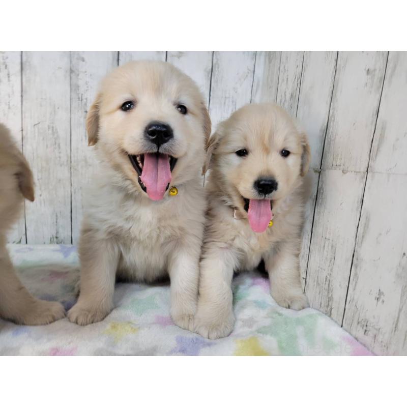 販売中の三重県のゴールデンレトリーバー-442709の2枚目