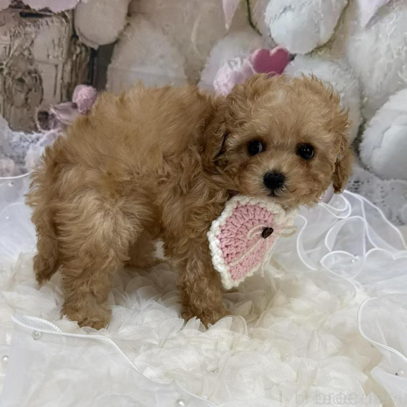 販売中の島根県のタイニープードル-442708の6枚目