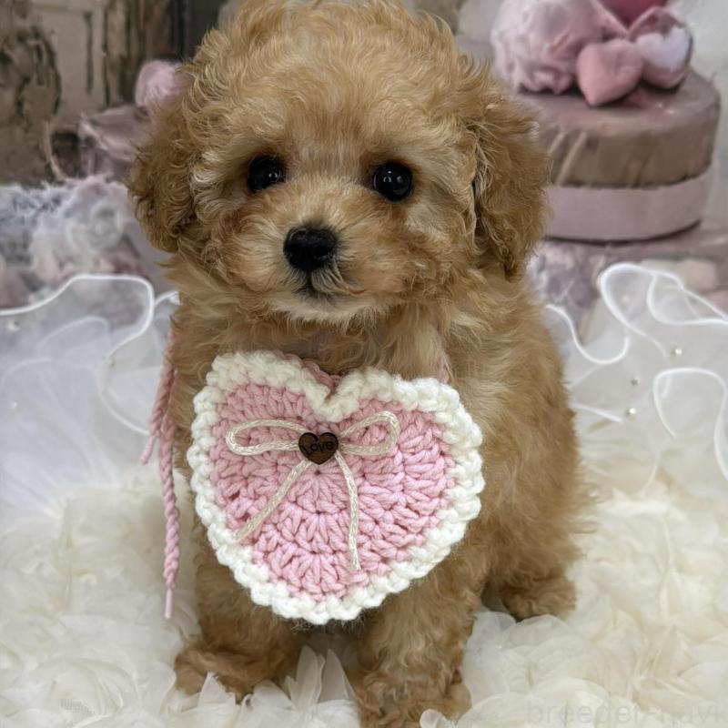 販売中の島根県のタイニープードル-442708の5枚目