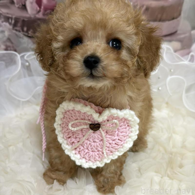 販売中の島根県のタイニープードル-442708の4枚目