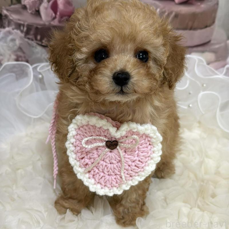 販売中の島根県のタイニープードル-442708の3枚目