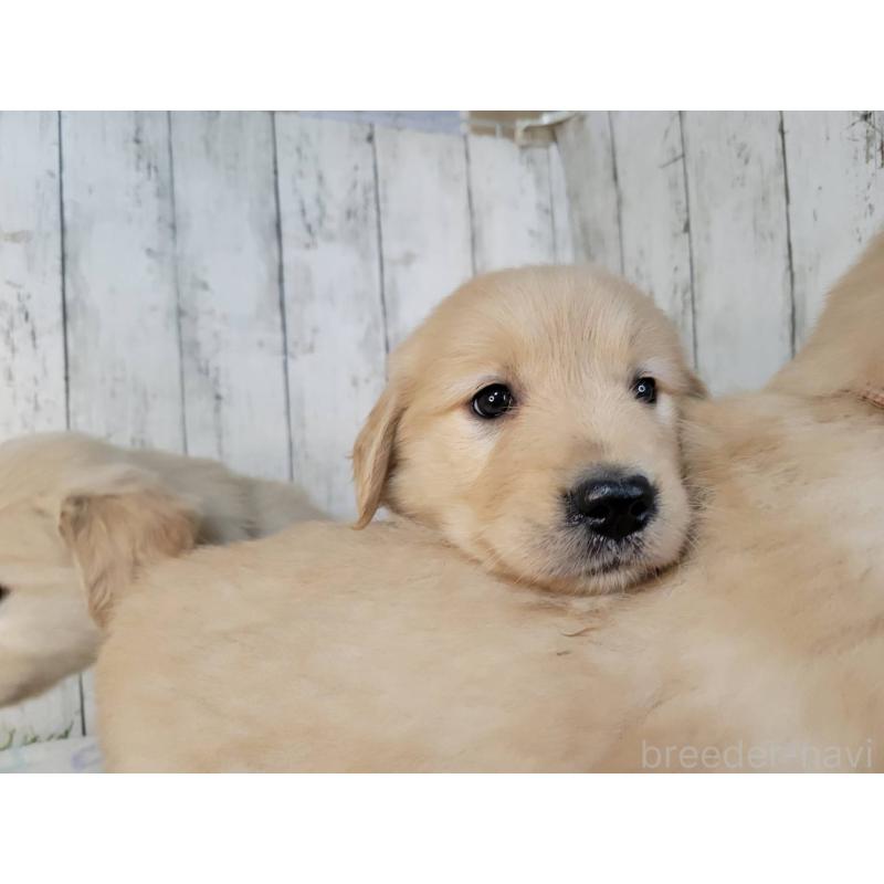 販売中の三重県のゴールデンレトリーバー-442710の5枚目