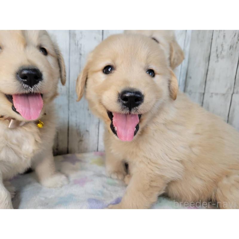 販売中の三重県のゴールデンレトリーバー-442710の4枚目