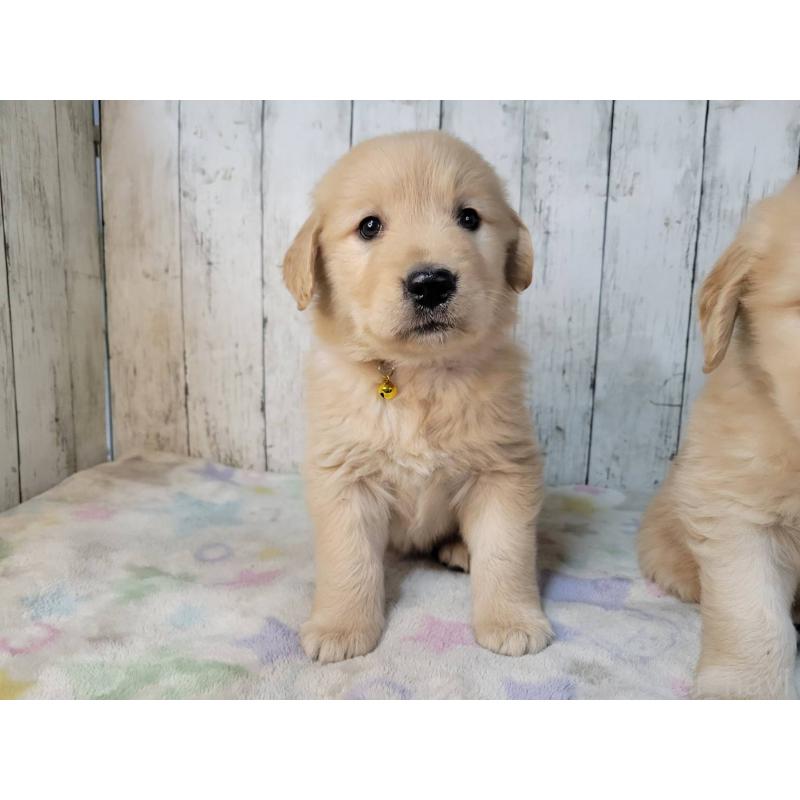 販売中の三重県のゴールデンレトリーバー-442710の3枚目