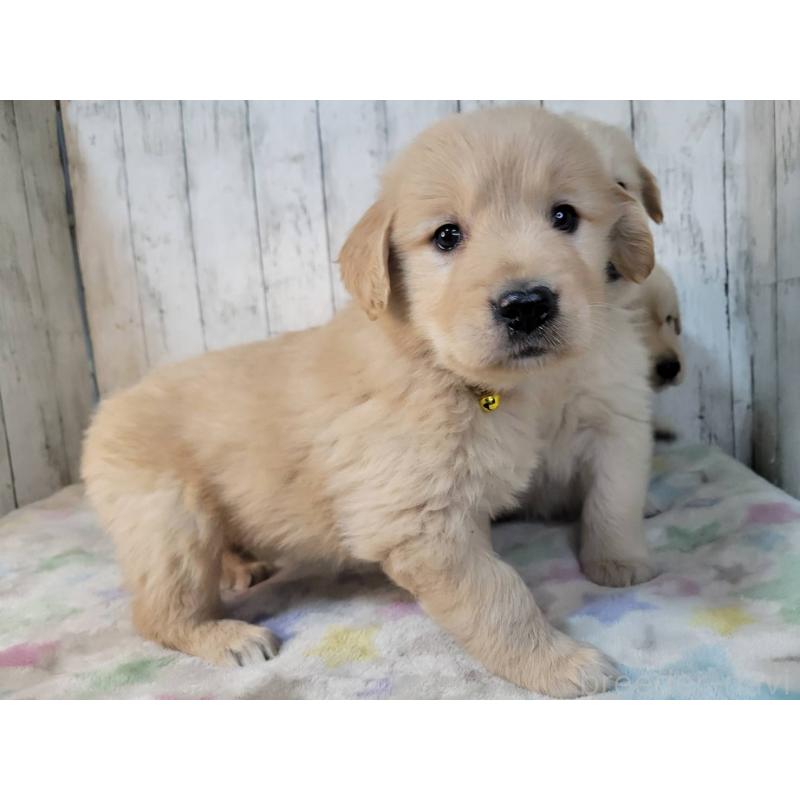 販売中の三重県のゴールデンレトリーバー-442710の2枚目