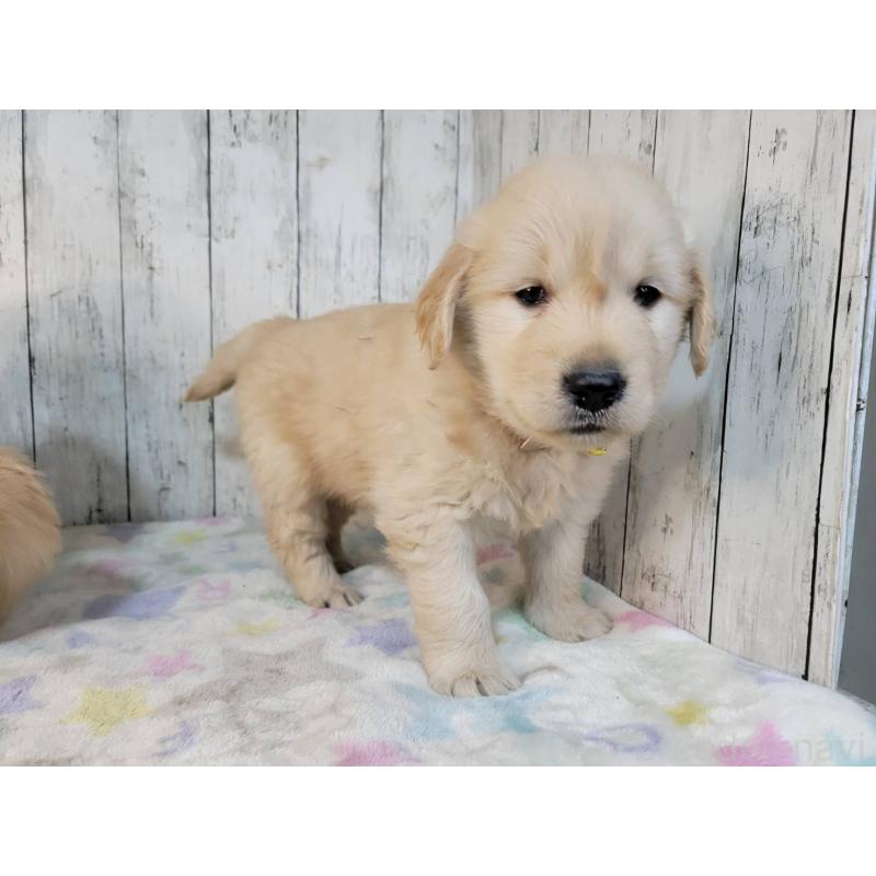 販売中の三重県のゴールデンレトリーバー-442711の4枚目