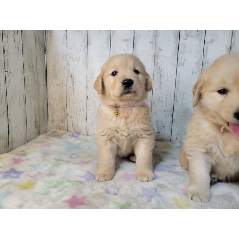 販売中の三重県のゴールデンレトリーバー-442711の3枚目