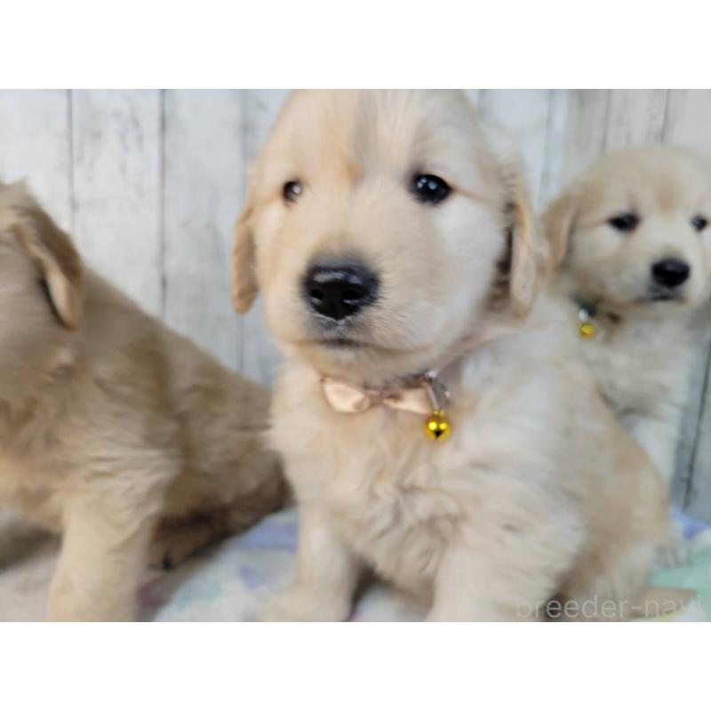 販売中の三重県のゴールデンレトリーバー-442711の2枚目