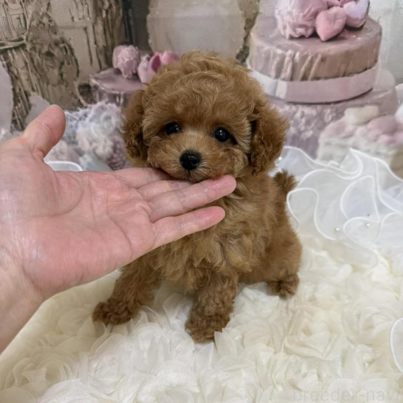 販売中の島根県のティーカッププードル-442713の16枚目