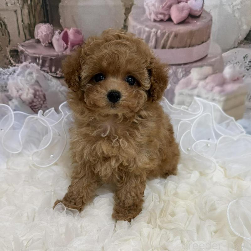 販売中の島根県のティーカッププードル-442713の15枚目