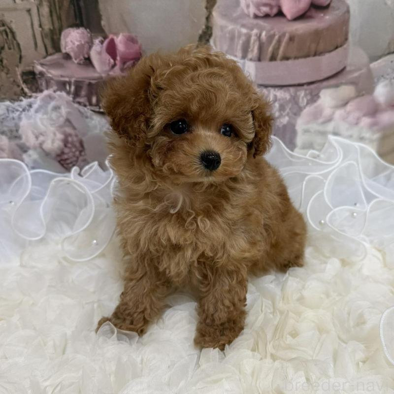 販売中の島根県のティーカッププードル-442713の14枚目