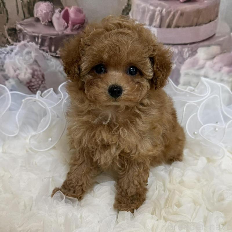 販売中の島根県のティーカッププードル-442713の13枚目