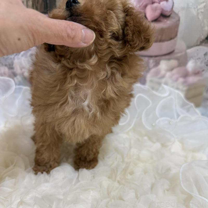 販売中の島根県のティーカッププードル-442713の12枚目