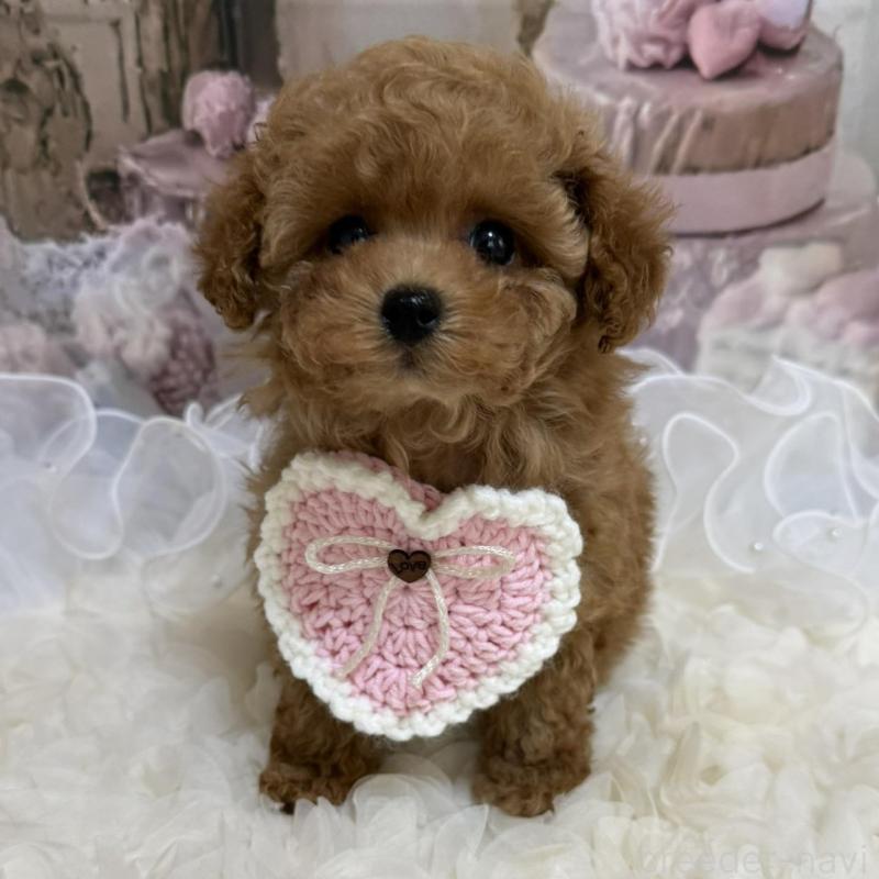 販売中の島根県のティーカッププードル-442713の11枚目