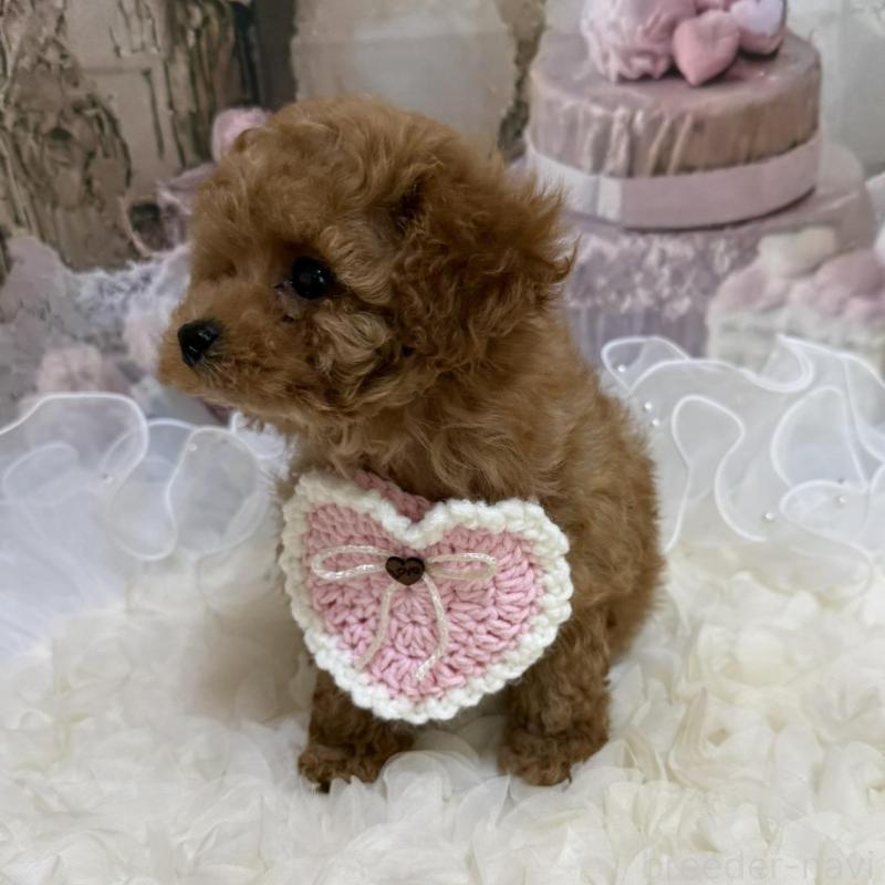 販売中の島根県のティーカッププードル-442713の9枚目