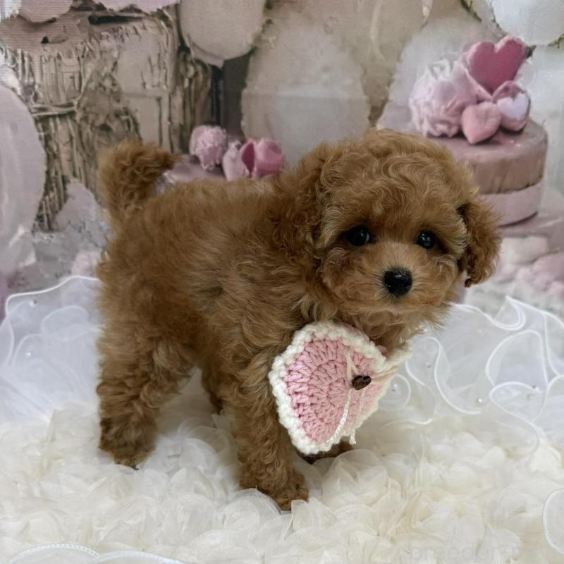 販売中の島根県のティーカッププードル-442713の8枚目