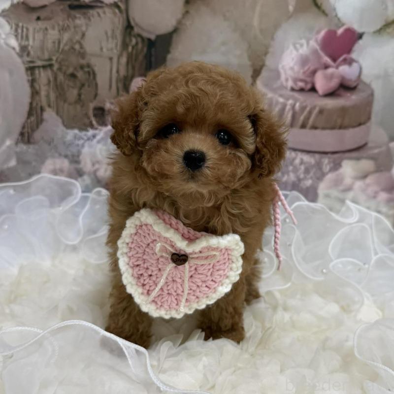 販売中の島根県のティーカッププードル-442713