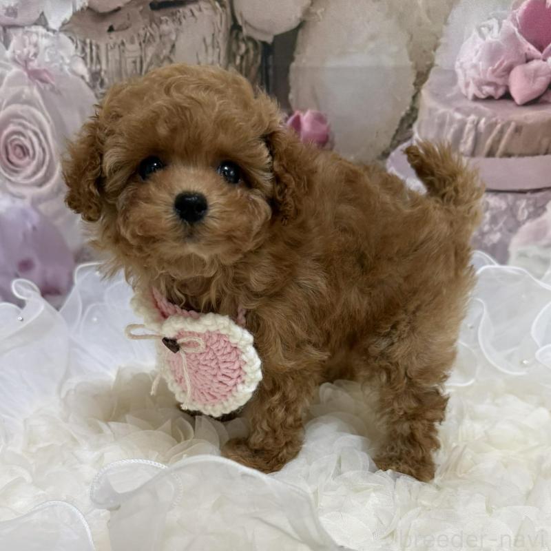 販売中の島根県のティーカッププードル-442713の7枚目