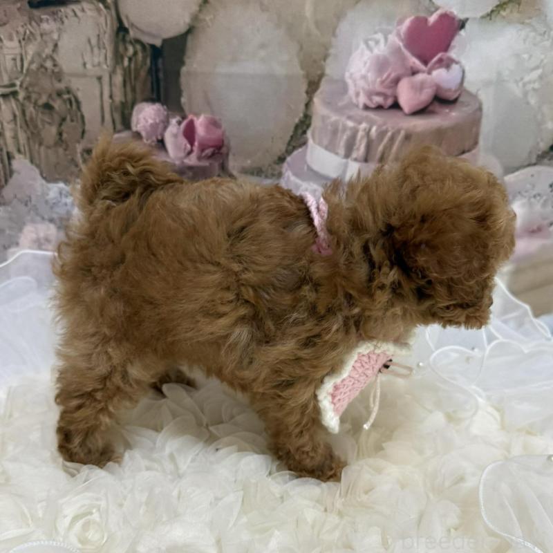 販売中の島根県のティーカッププードル-442713の6枚目