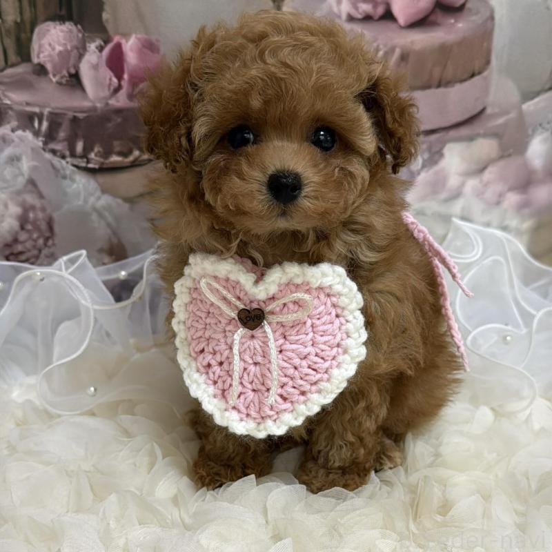 販売中の島根県のティーカッププードル-442713の5枚目