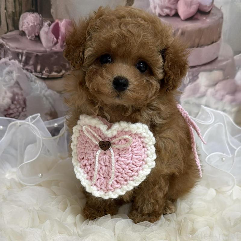 販売中の島根県のティーカッププードル-442713の4枚目