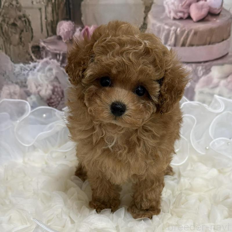 販売中の島根県のティーカッププードル-442713の2枚目