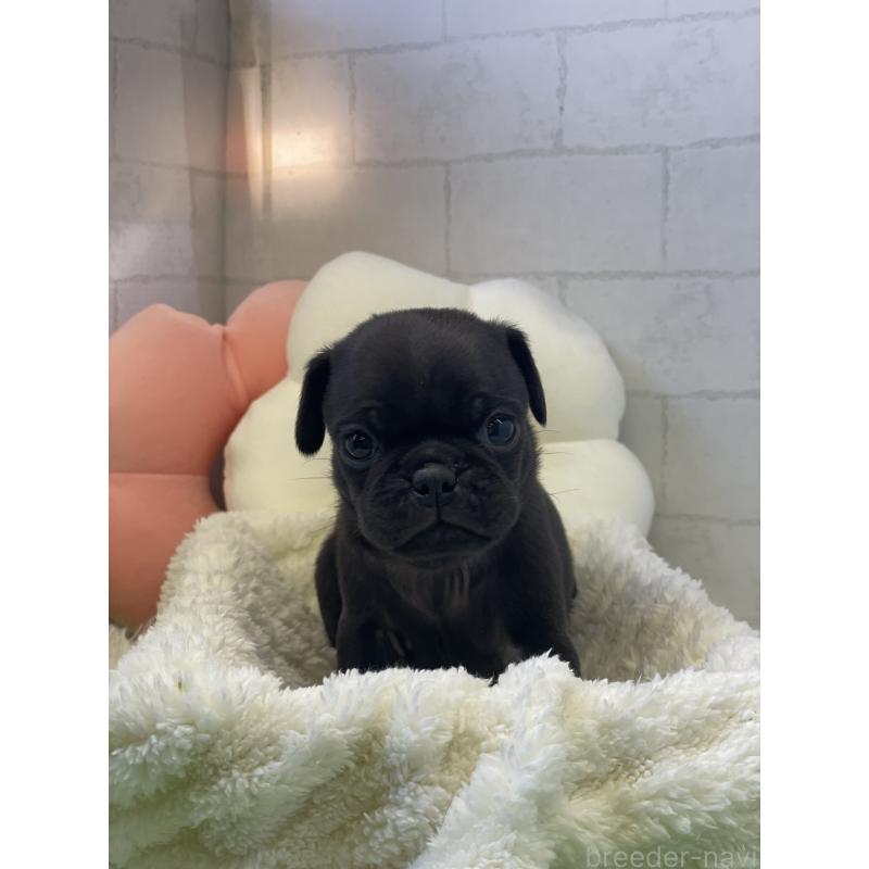 販売中の千葉県のパグ-442745の4枚目